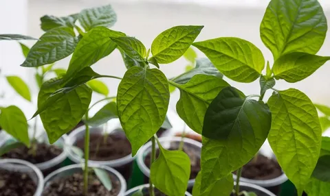 تصویر 4 از نشا فلفل دلمه‌ ای زودرس با رشد یکنواخت